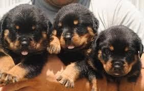 Well trained Rottweiler puppies for new homes