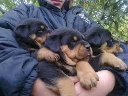 Rottweiler puppies available