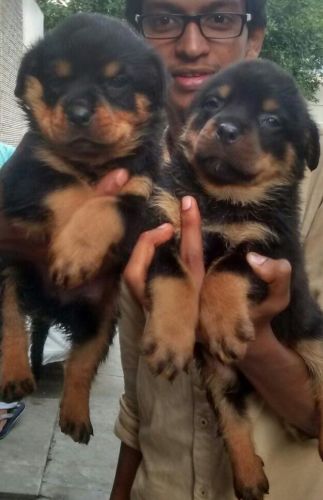 Top show class rottweiler pups available