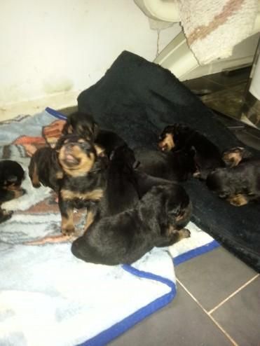 Pedigree Rottweiler Puppies For Sale