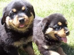 Potty Trained Rottweiler Puppies