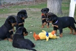 Beautiful Male and Female Rottweiler Puppies