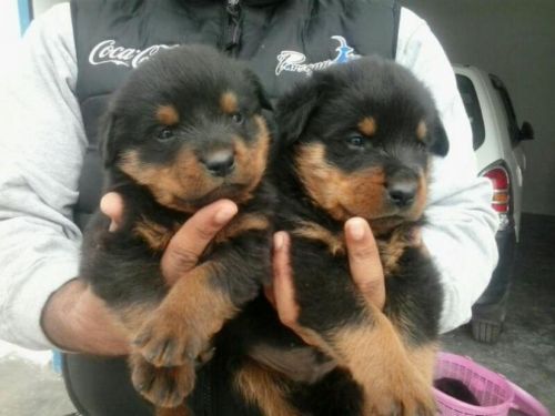 Sweet Rottweiler puppies