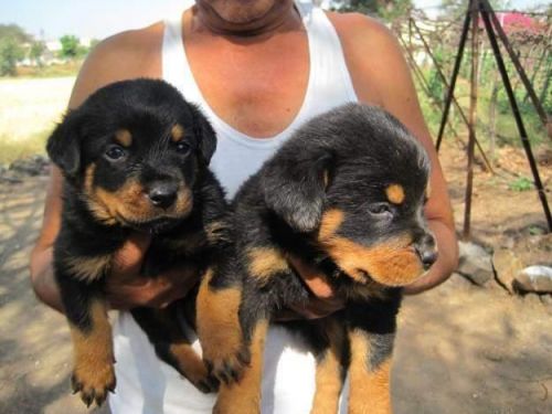 Beautiful Rottweiler puppies,