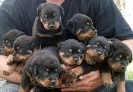 Rottweiler puppies ready for adoption.