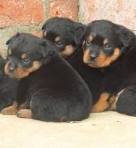 Rottweiler puppies for new home.textnow for sale