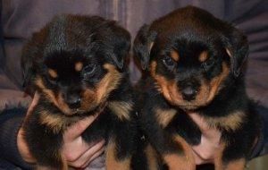 Beautiful Male and Female Rottweiler Puppies