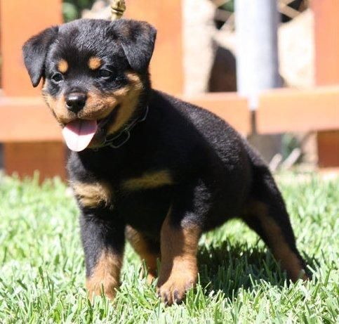 Rottweiler puppies