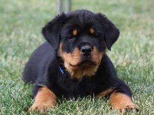 sasd Rottweilers Puppies