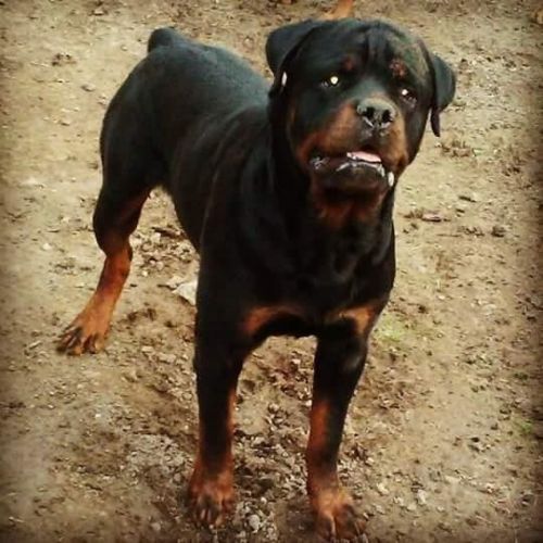 Rottweiler
