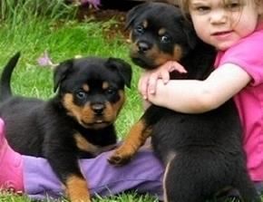 Sweet Rottweiler Puppieswretr