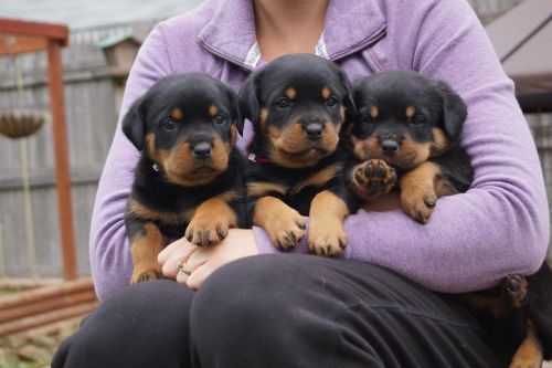 Rottweiler Puppies