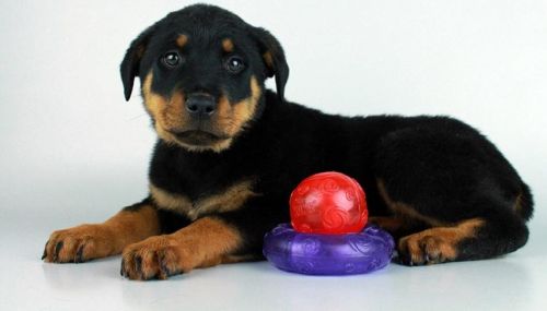 Adorable outstanding Rottweiler puppies