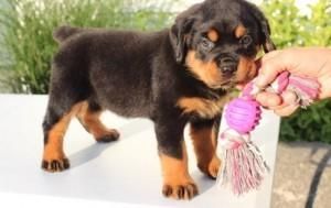 Rottweiler Puppy