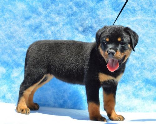 Bva Eye Tested Rottweiller