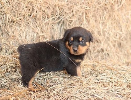Rottweiler Puppies