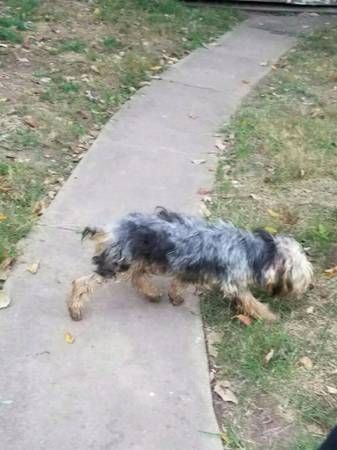 Terrier pup for sale