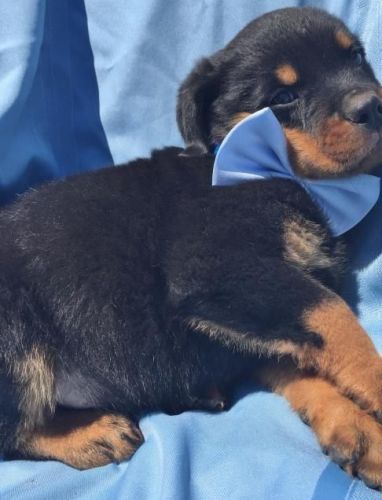 Rottweiler Puppies for sale in New York, NY 10007, USA. price: NA