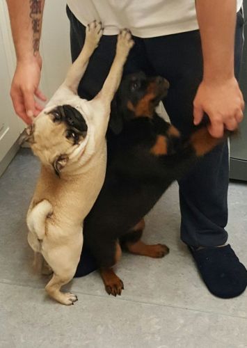 Rottweiler Puppy/// text us at #(***) ***-***1