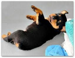 2 Adorable ROTTIE Pups ( Text :(***) ***-***4