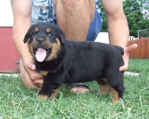 German Rottweiler puppies avail call/text *** -***- ***3