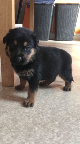 One Gorgeous Chunky Boy Left