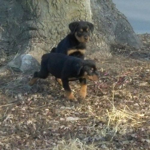 Rottweiler pups