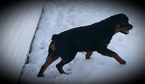 Akc rottweiler