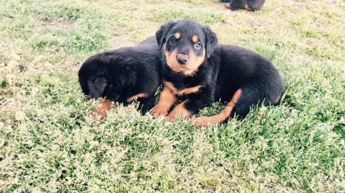 Rottweiler Puppies for sale