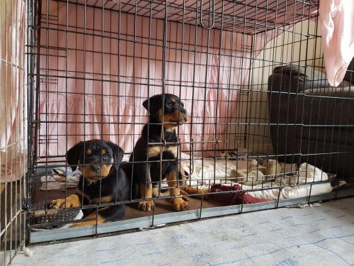 Rottweiler Pups For Sale