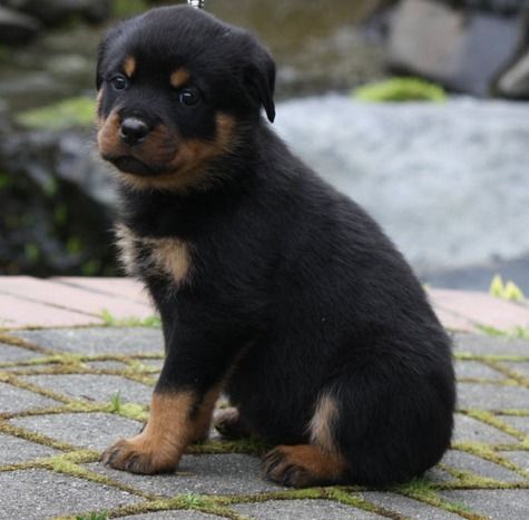 Super Gorgeous AKC Rottweiler Puppies