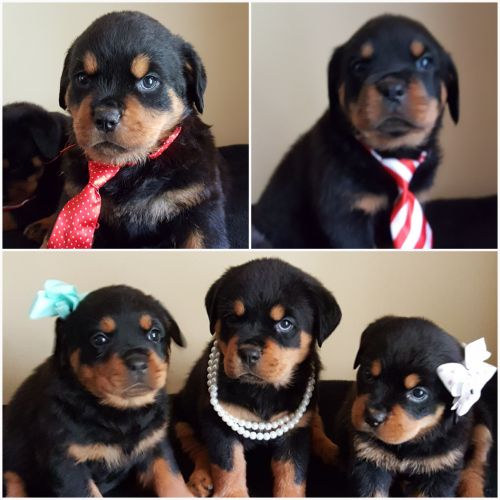 American Rottweiler