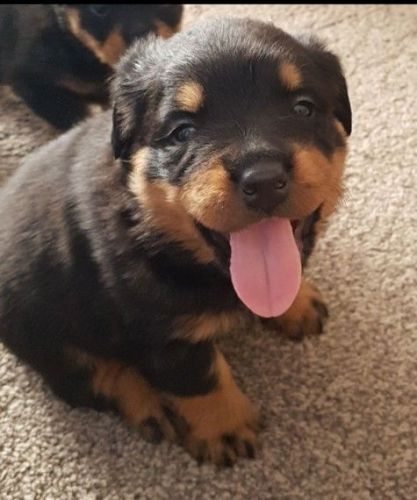 MASSIVE ROTTWEILER PUPS