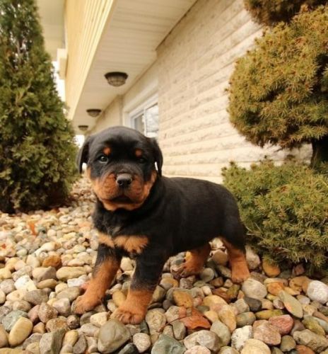 AKC Full Blooded Rottweiler Puppies For Sale