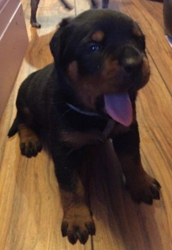 11 weeks old Rottweiler Puppies ***