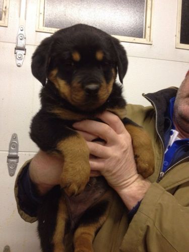 Adorable Rottweiler puppy