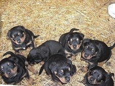 Beautiful Rottweiler puppies.