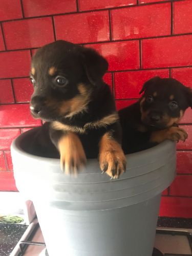 Rottweiler X German Shepherd. Updated Pics