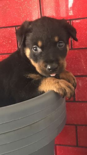 Rottweiler X Bull Mastiff Pups