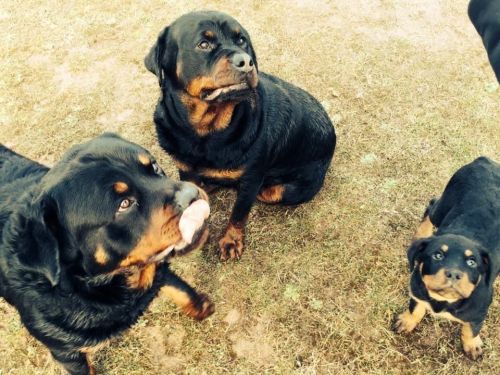 Gorgeous Rottie For Stud