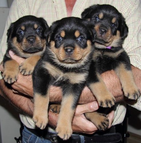 For Sale Kc Rottweiler Puppies
