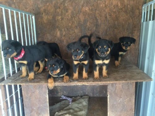 Beautiful Rottweiler puppies.