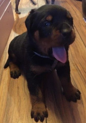 12 weeks old Rottweiler Puppies for Adoption