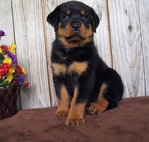 Beautiful Rottweiler Puppies. Text (***) ***-***2