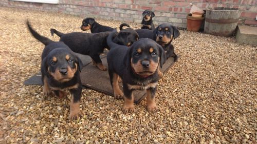 Special little Rottweiler puppies