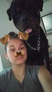 Christmas Rottweiler Puppies