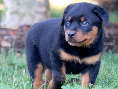 Special little Rottweiler puppies