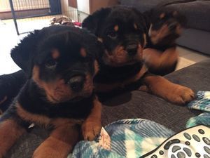 Gorgeous Chunky Rottweiler Puppies