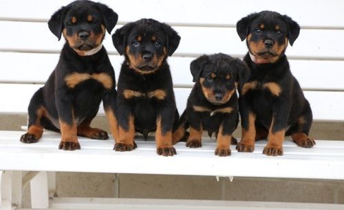 Pure Champion Bloodline AKC Rottweiler puppies