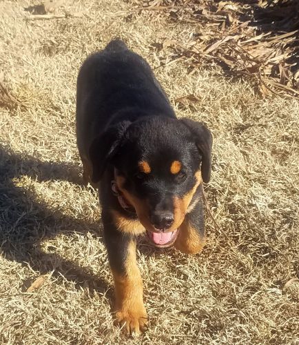 AKC German Rottweiler puppy